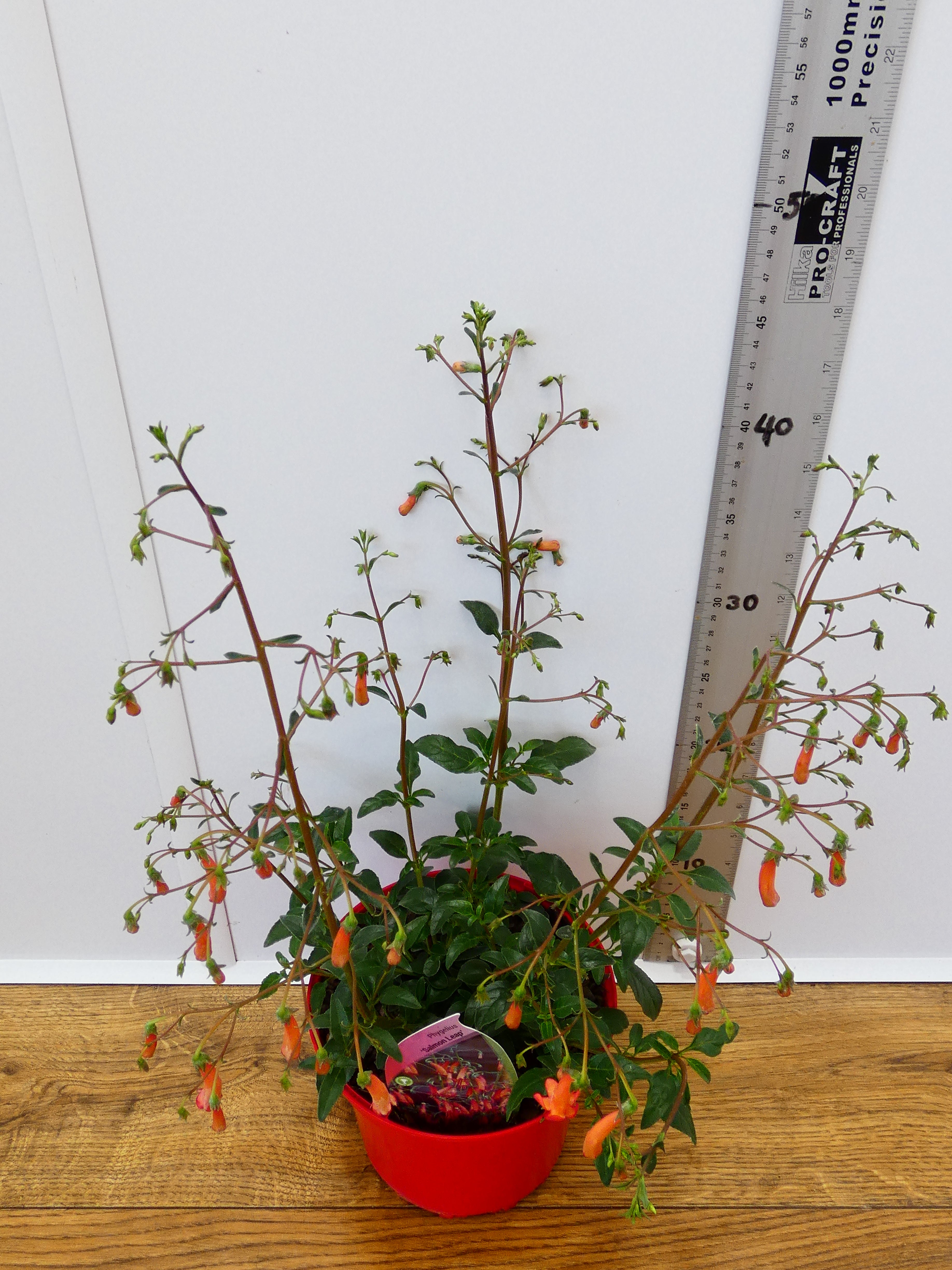 Phygelius 'Salmon Leap' (2ltr)