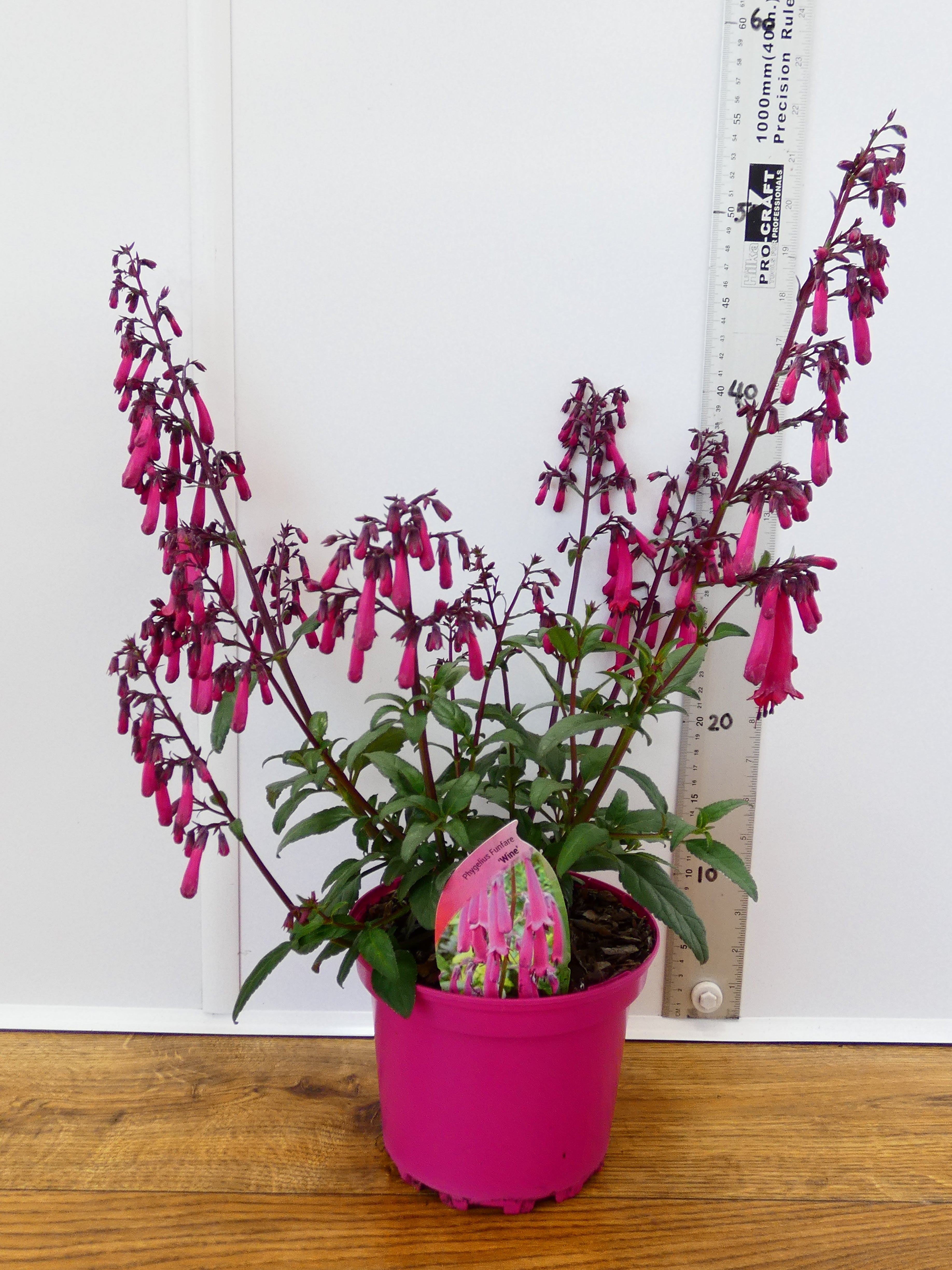 Phygelius Funfare 'Wine' (2ltr)