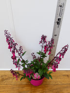 Phygelius Funfare 'Wine' (2ltr)