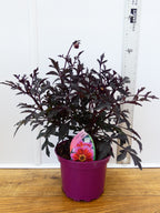 Dahlia Dreamy 'Nights' (2ltr)