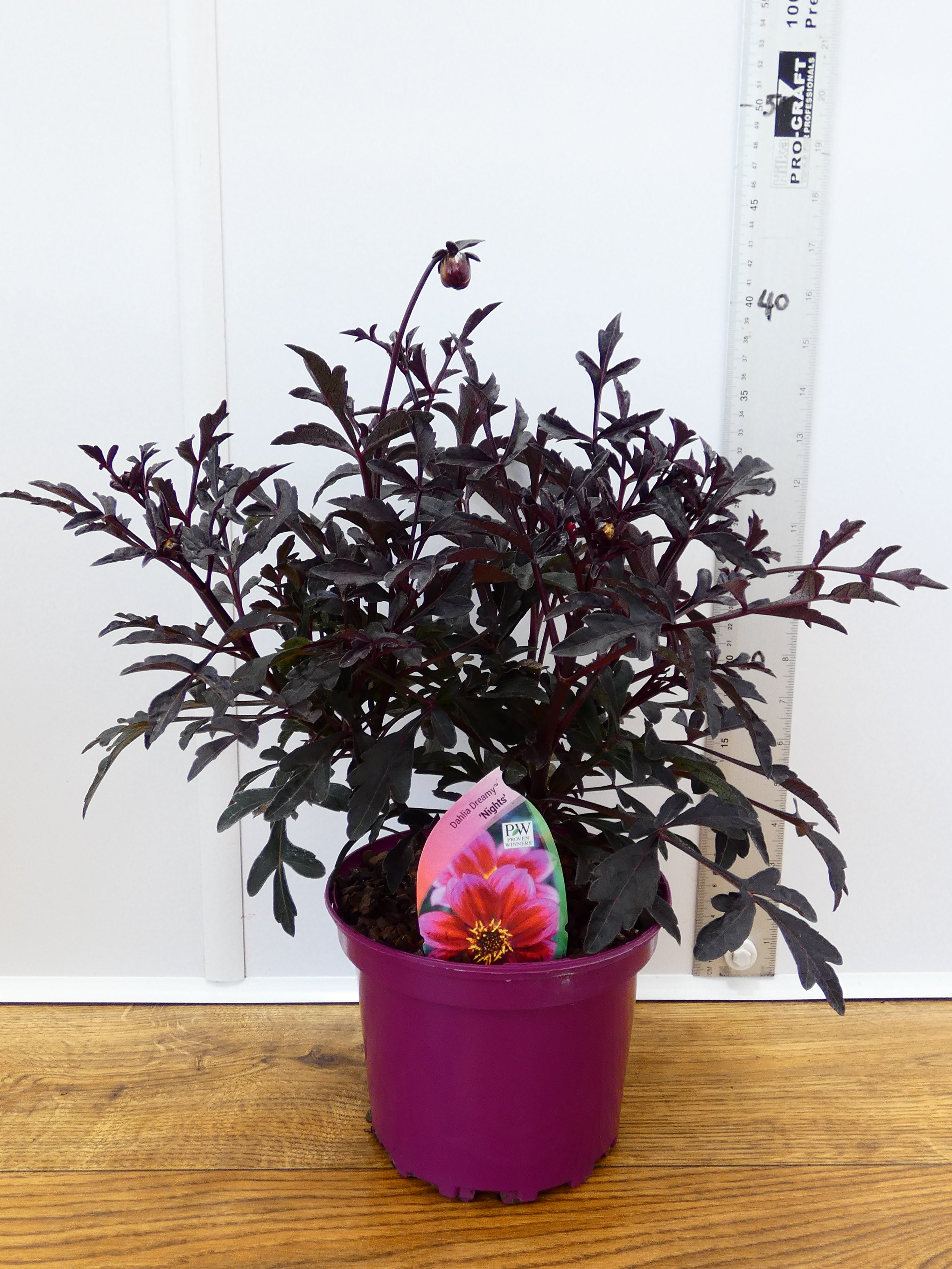 Dahlia Dreamy 'Nights' (2ltr)