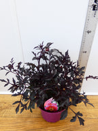 Dahlia Dreamy 'Nights' (2ltr)