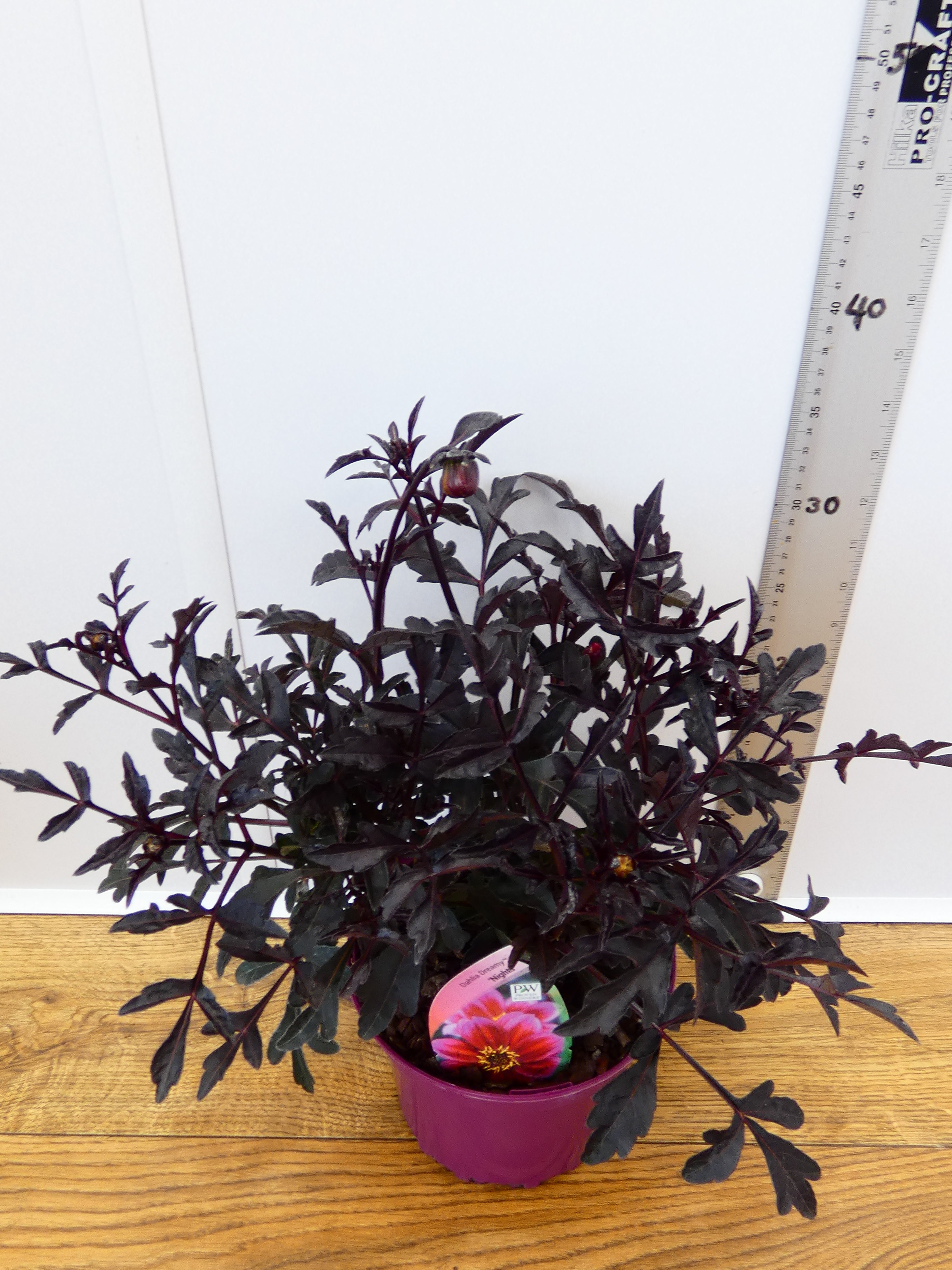 Dahlia Dreamy 'Nights' (2ltr)