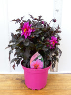 Dahlia Dreamy 'Kiss' (2ltr)