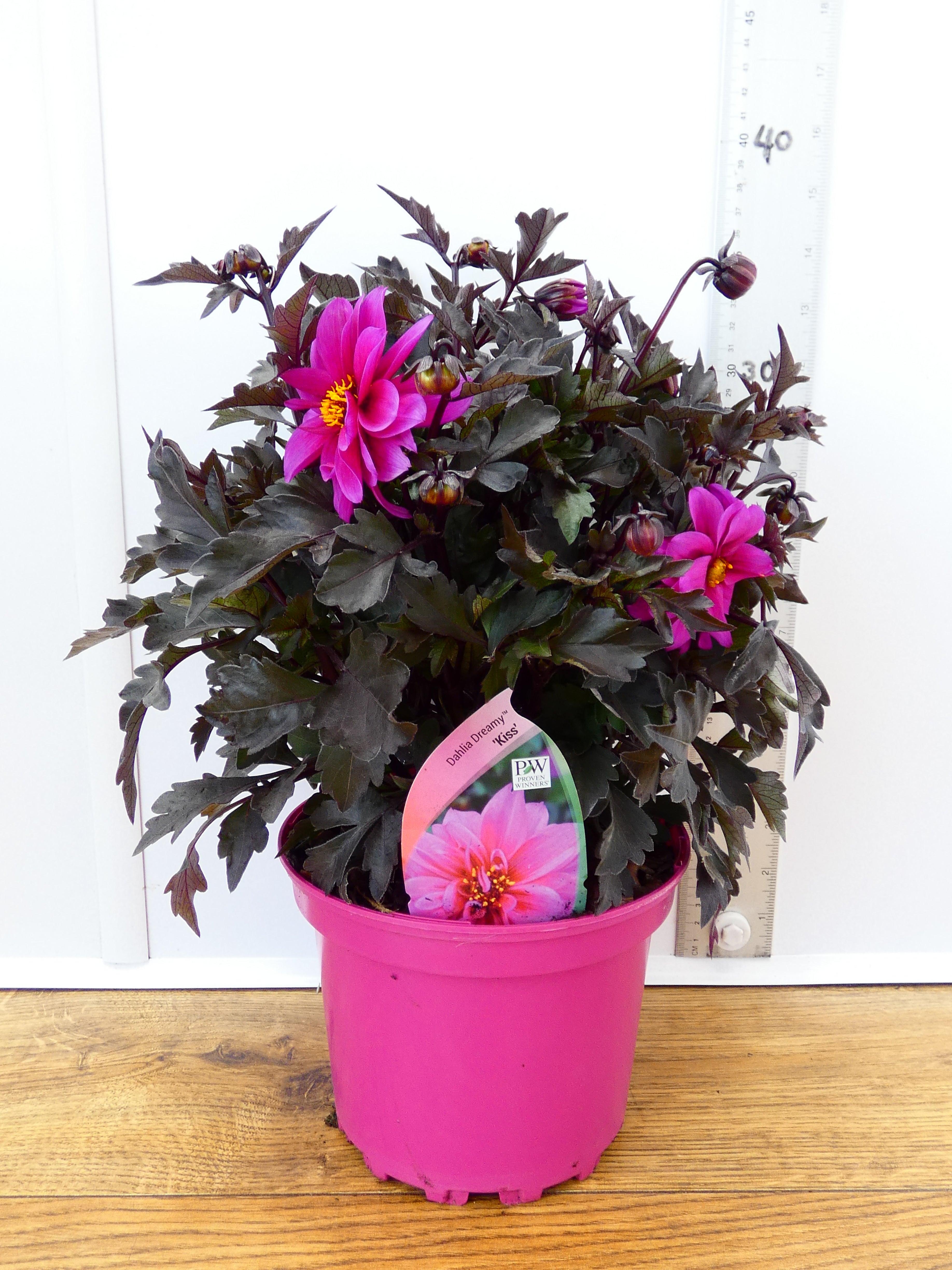 Dahlia Dreamy 'Kiss' (2ltr)
