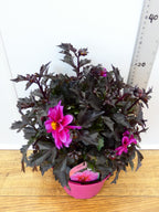 Dahlia Dreamy 'Kiss' (2ltr)