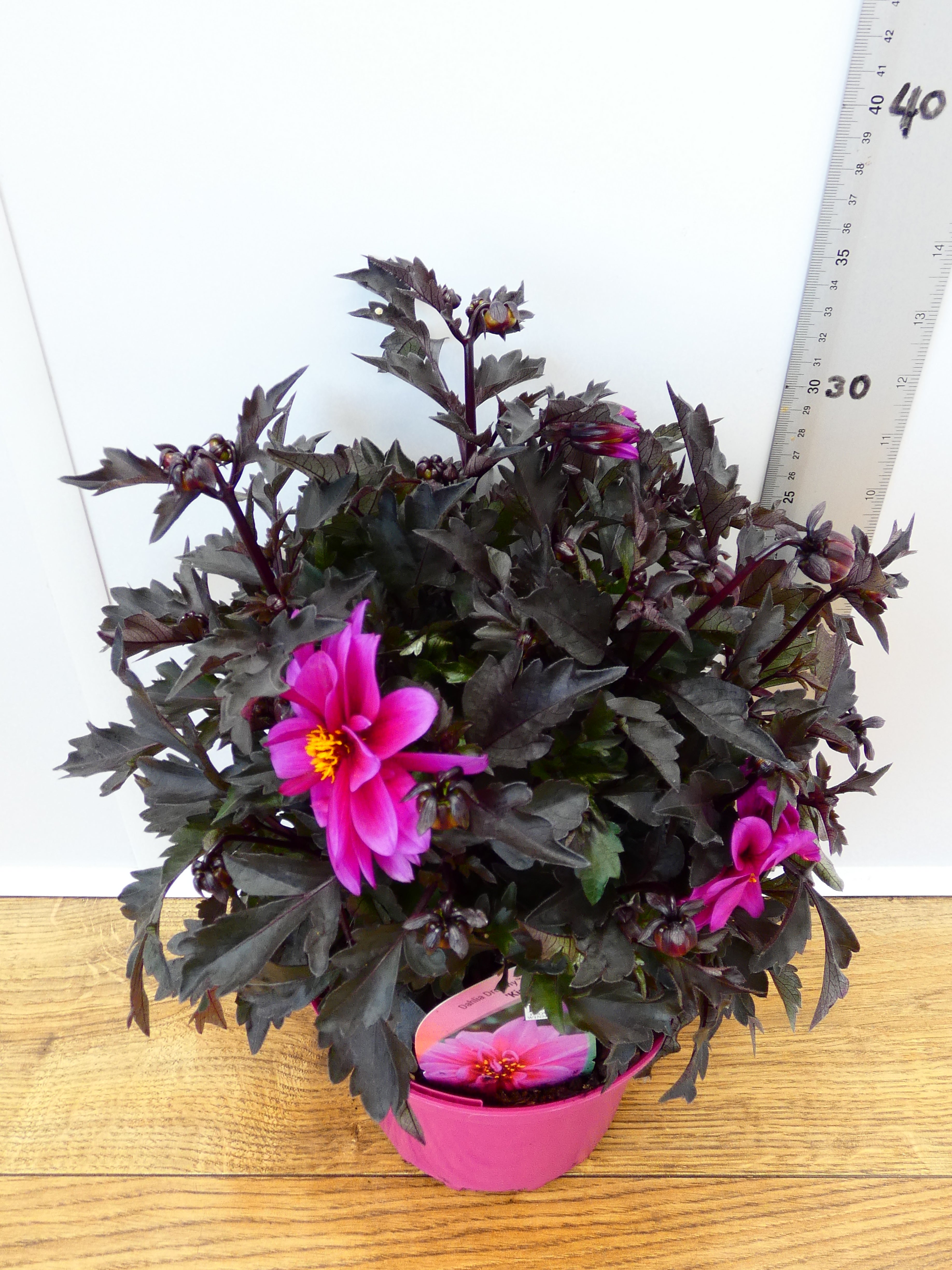 Dahlia Dreamy 'Kiss' (2ltr)