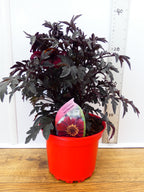 Dahlia Dreamy 'Hot Chocolate' (2ltr)