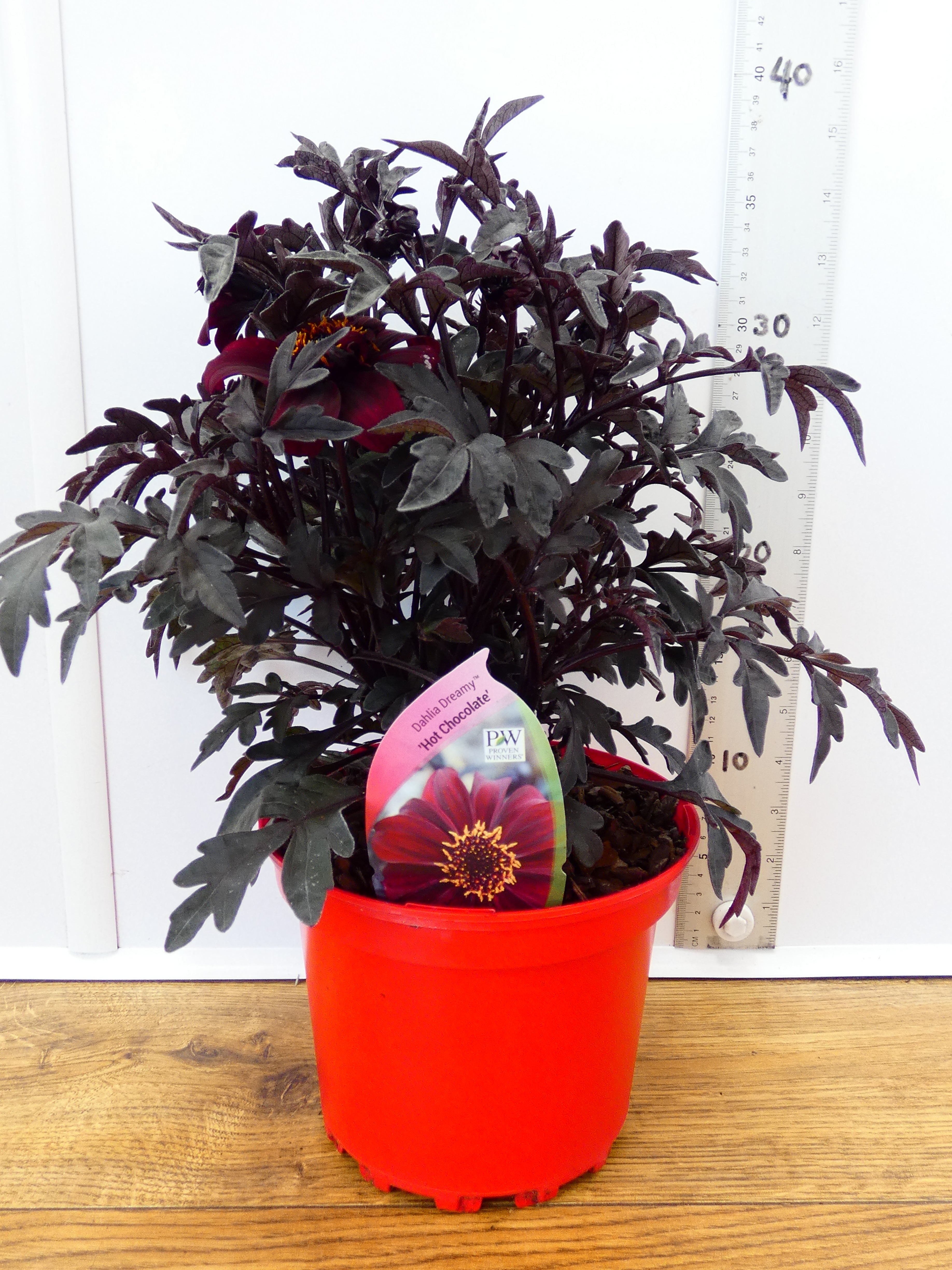 Dahlia Dreamy 'Hot Chocolate' (2ltr)