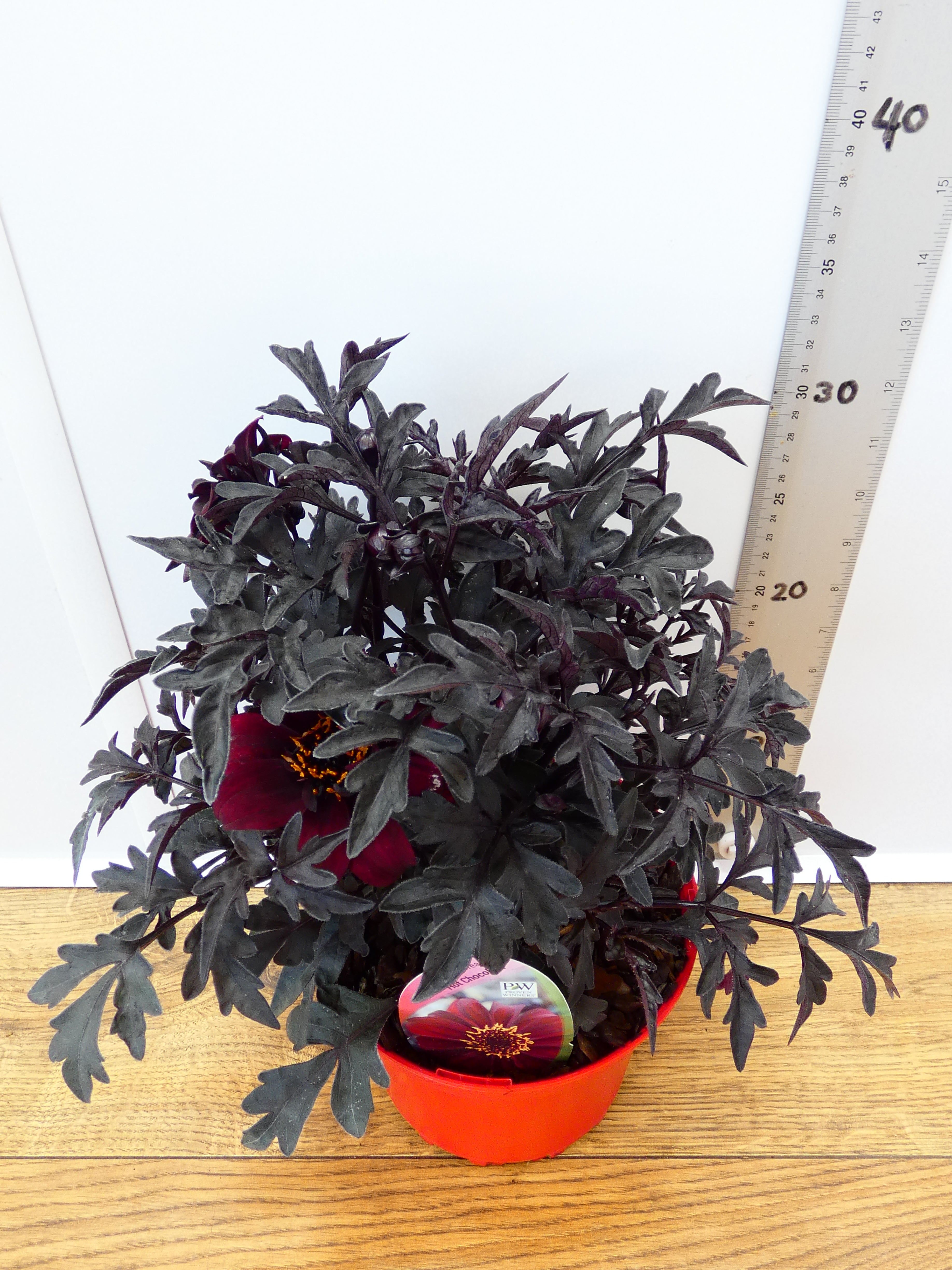 Dahlia Dreamy 'Hot Chocolate' (2ltr)