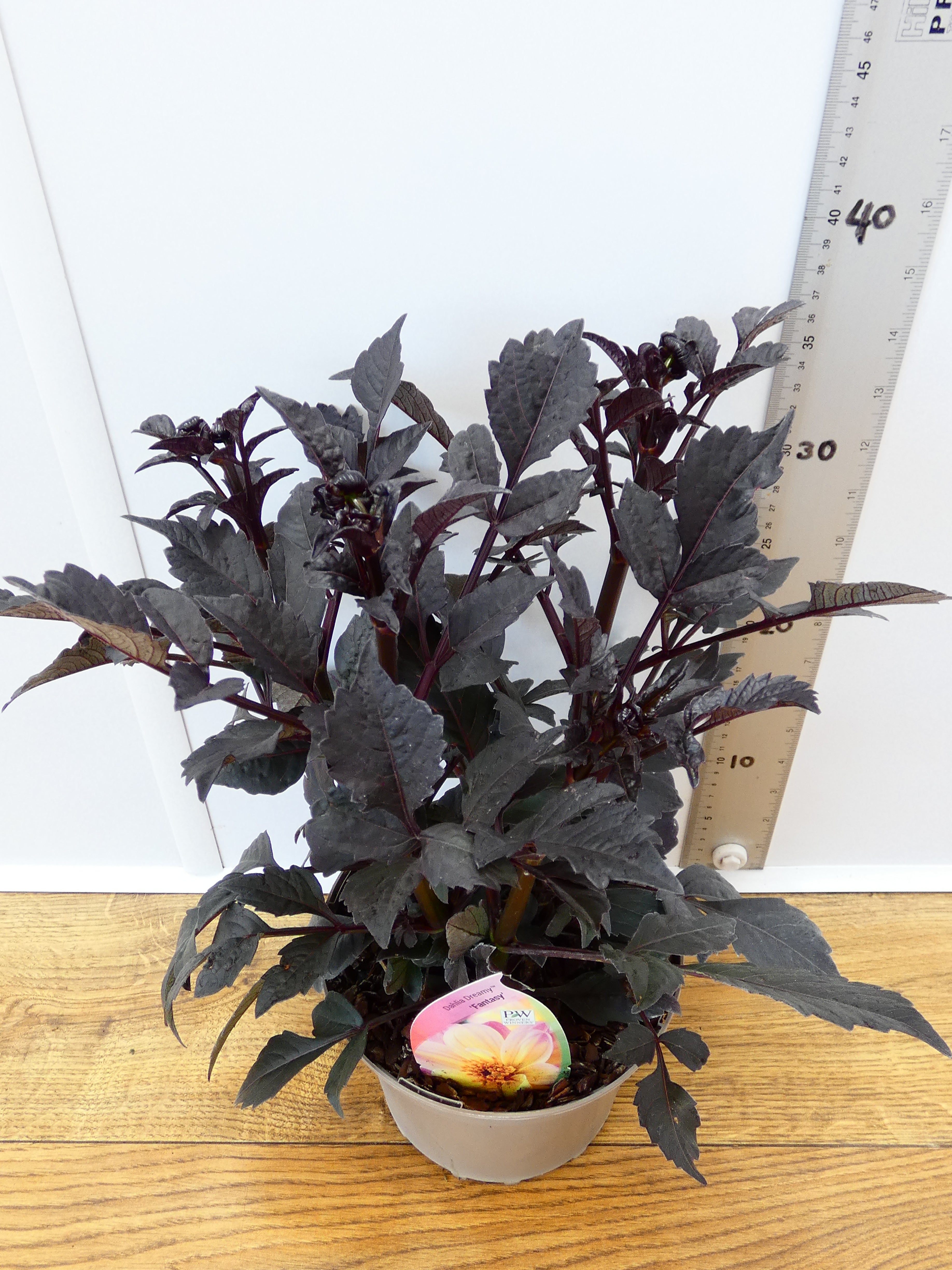 Dahlia Dreamy 'Fantasy' (2ltr)