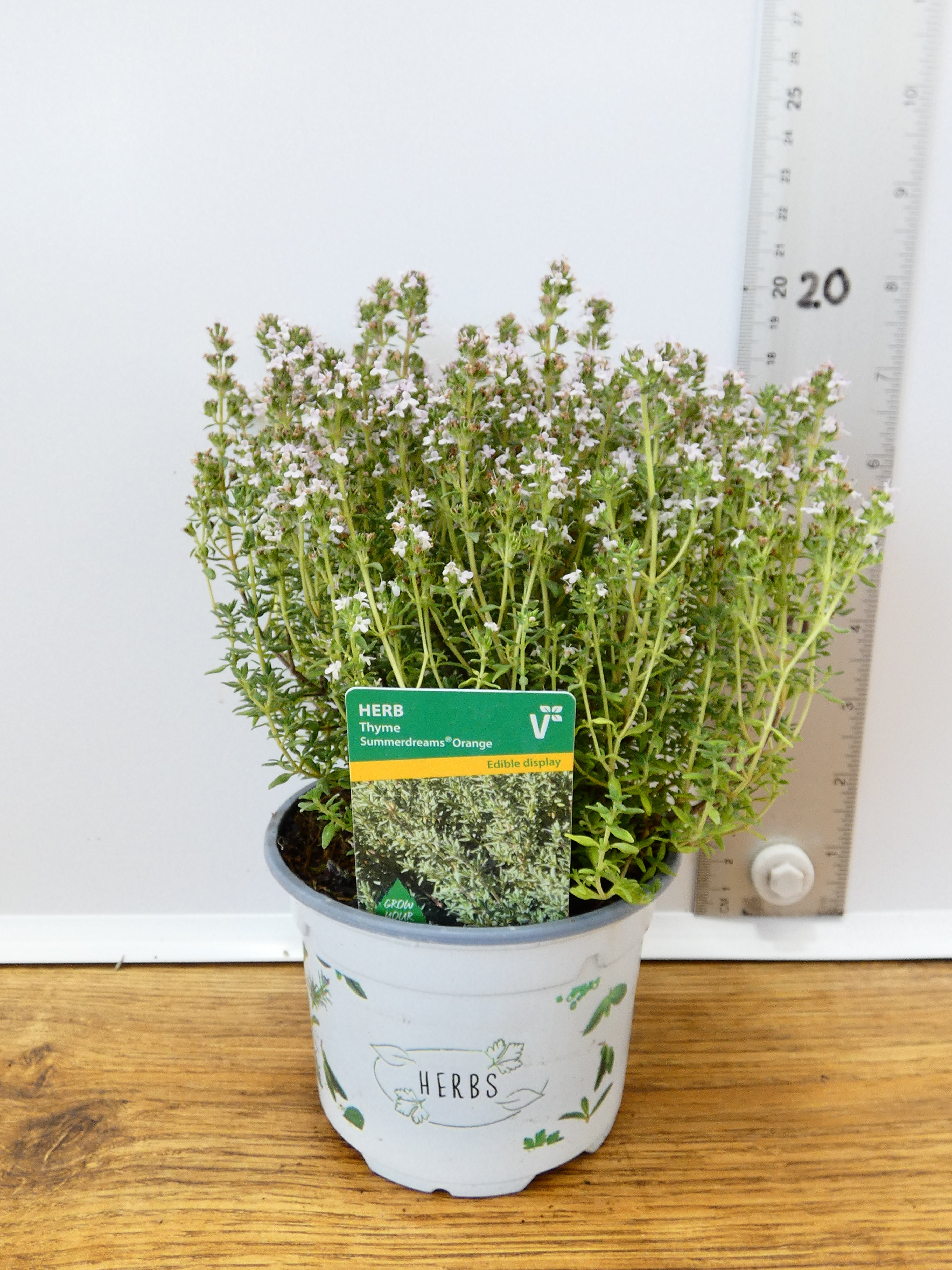 Herbs! Huge Selection (0.5ltr)