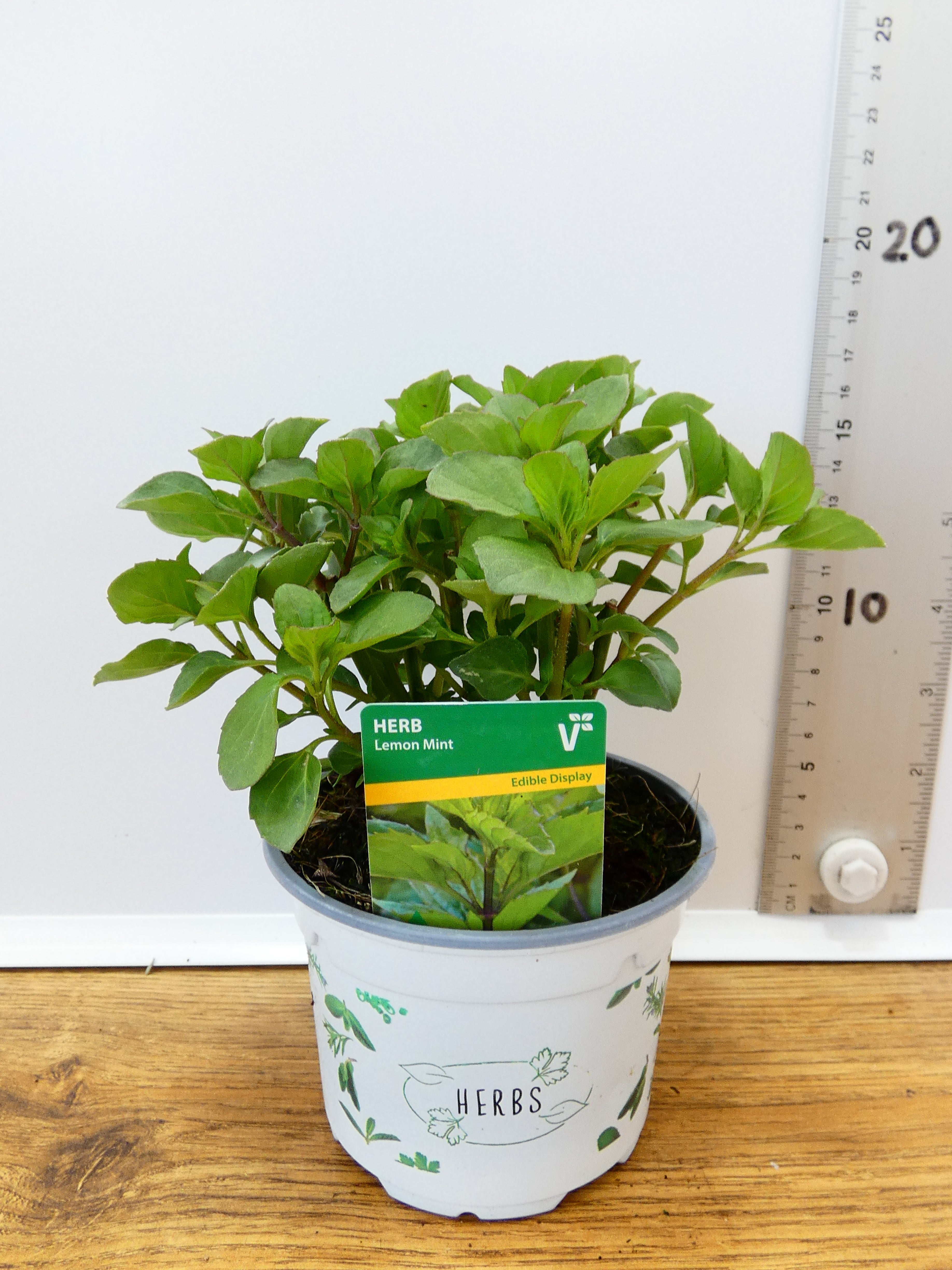 Herbs! Huge Selection (0.5ltr)