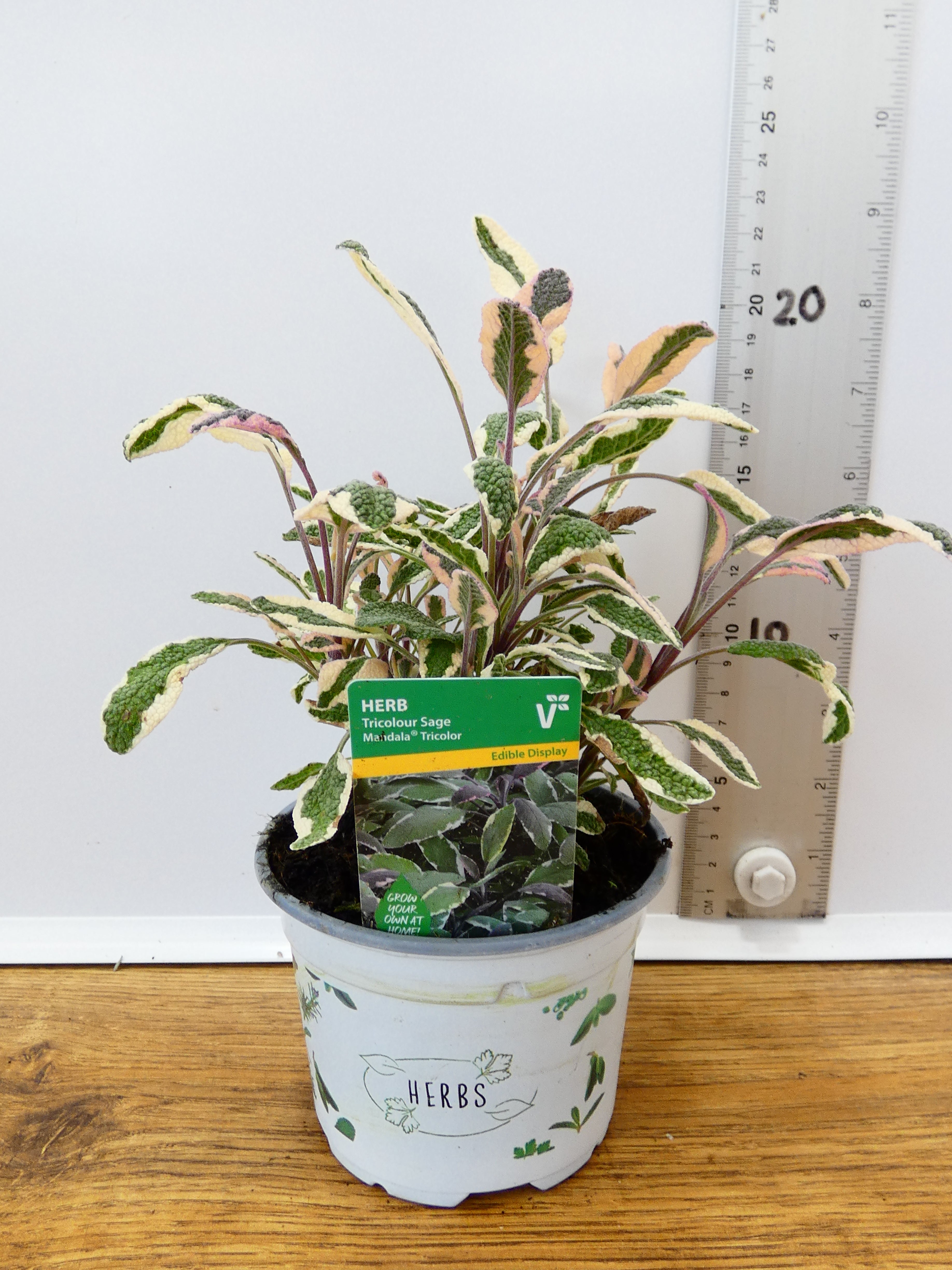 Herbs! Huge Selection (0.5ltr)