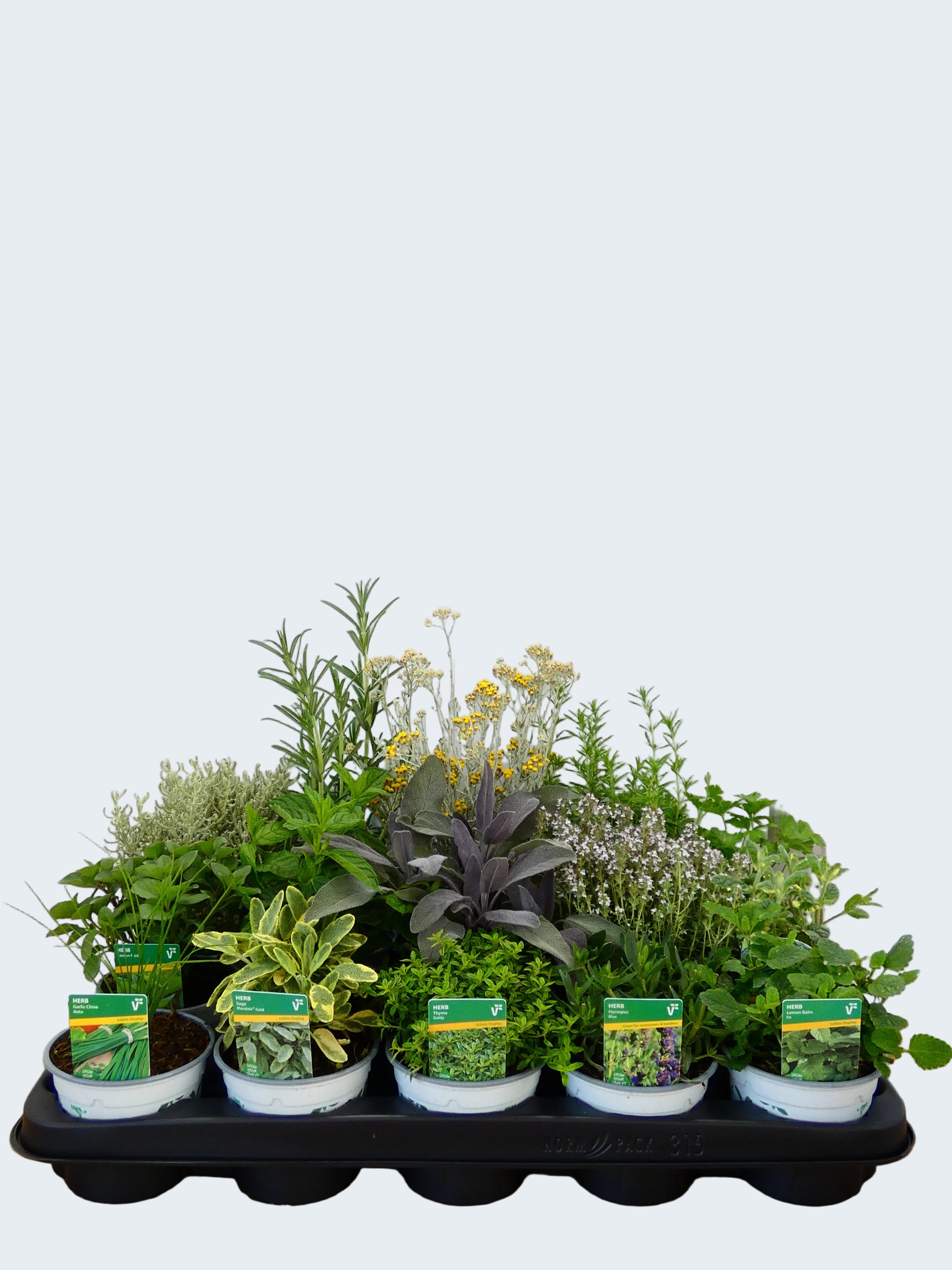 Herbs! Huge Selection (0.5ltr)