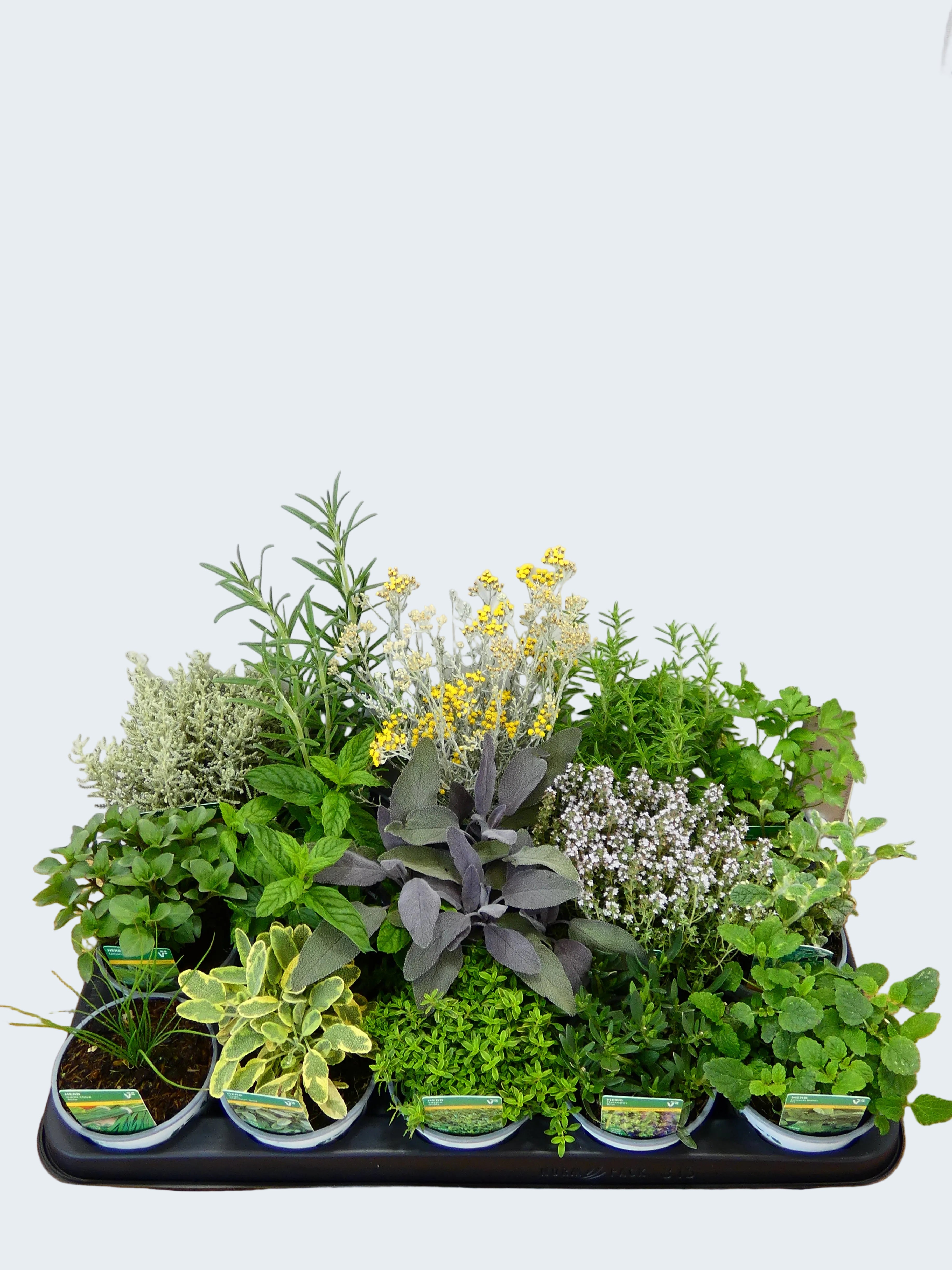 Herbs! Huge Selection (0.5ltr)