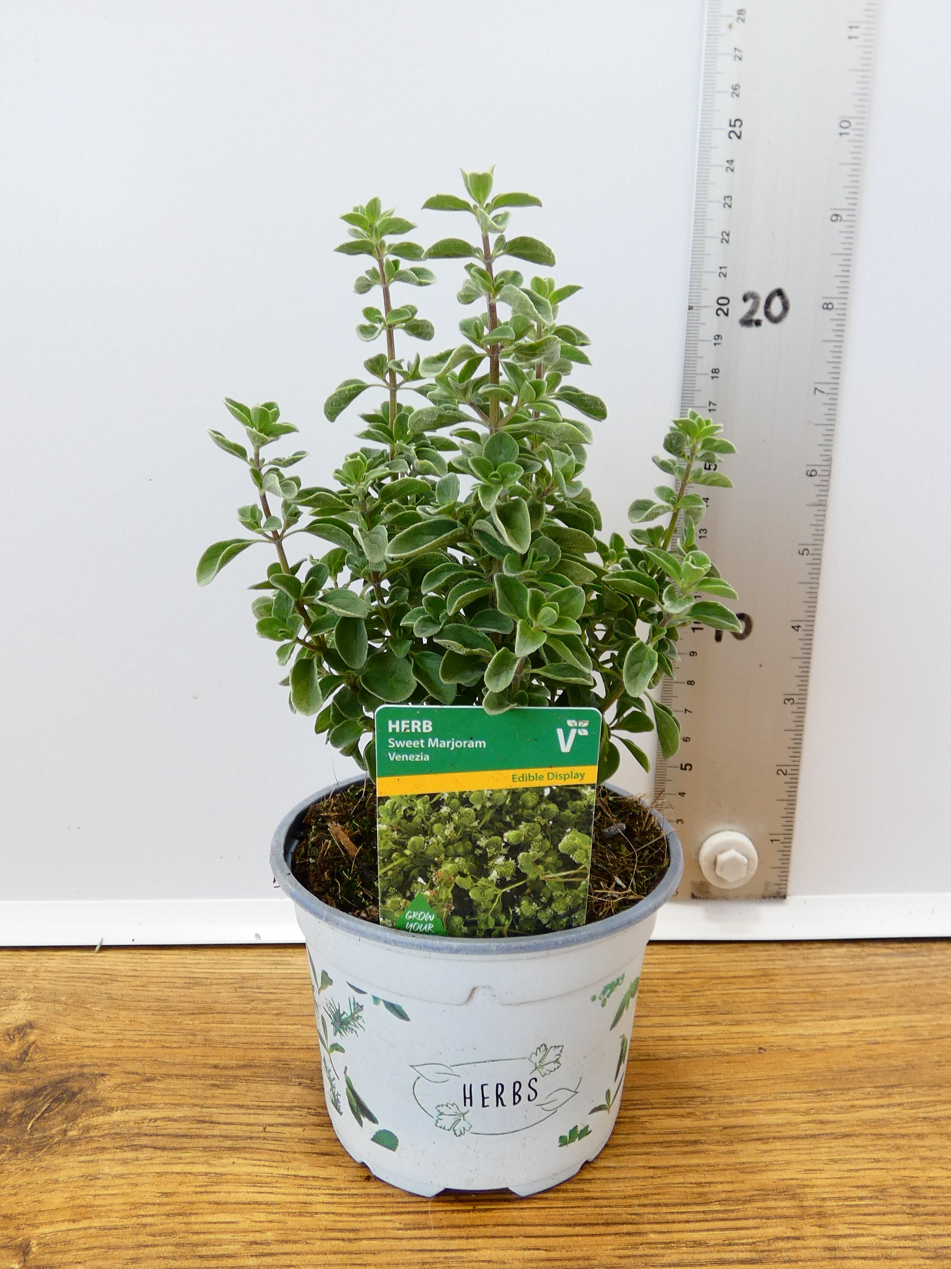 Herbs! Huge Selection (0.5ltr)
