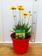 Coreopsis Solena 'Red&Gold' (2ltr)