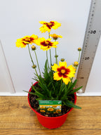 Coreopsis Solena 'Red&Gold' (2ltr)