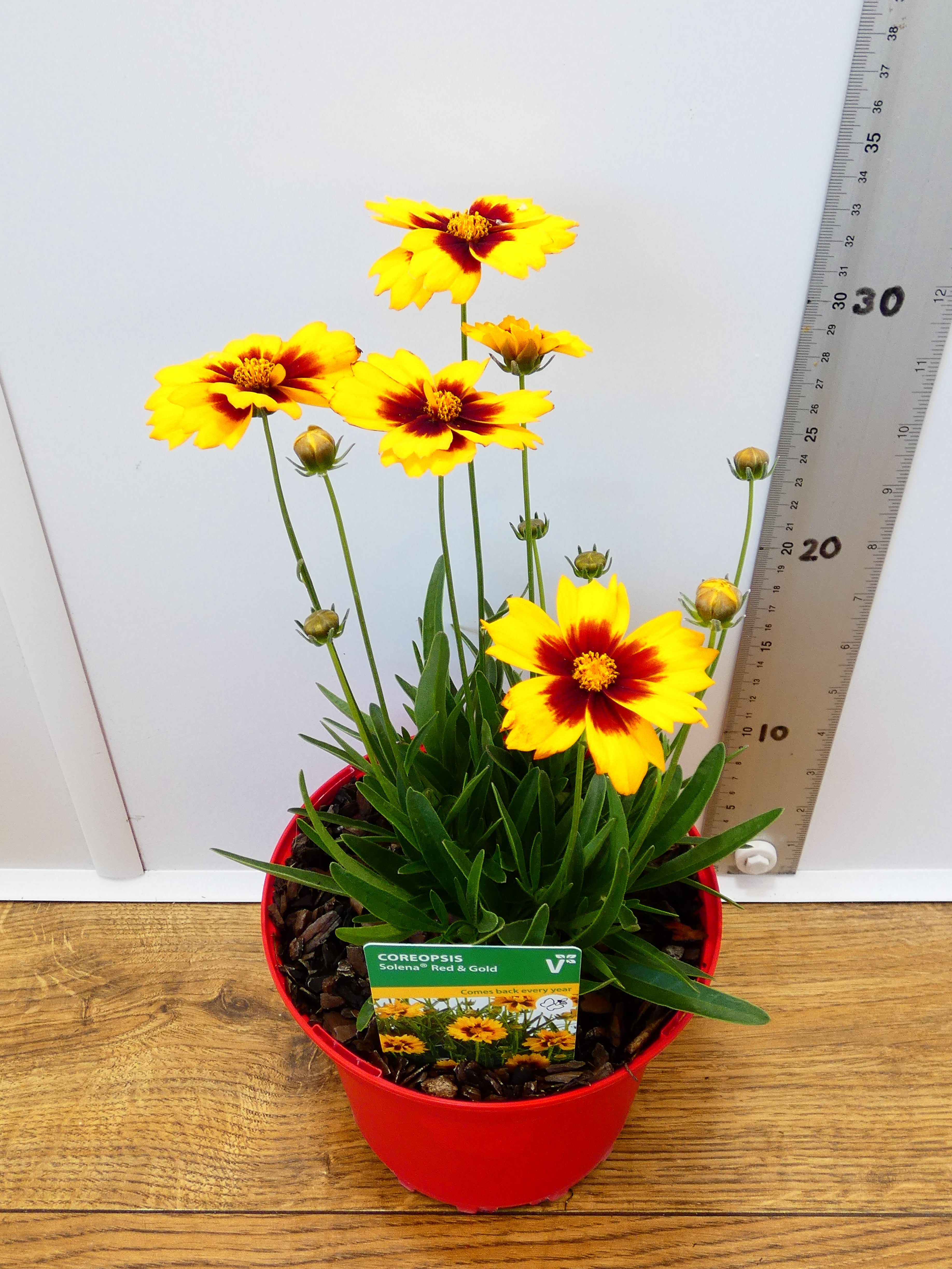 Coreopsis Solena 'Red&Gold' (2ltr)