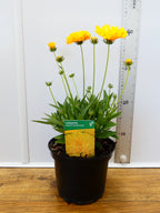 Coreopsis solena 'Double Gold' (2ltr)