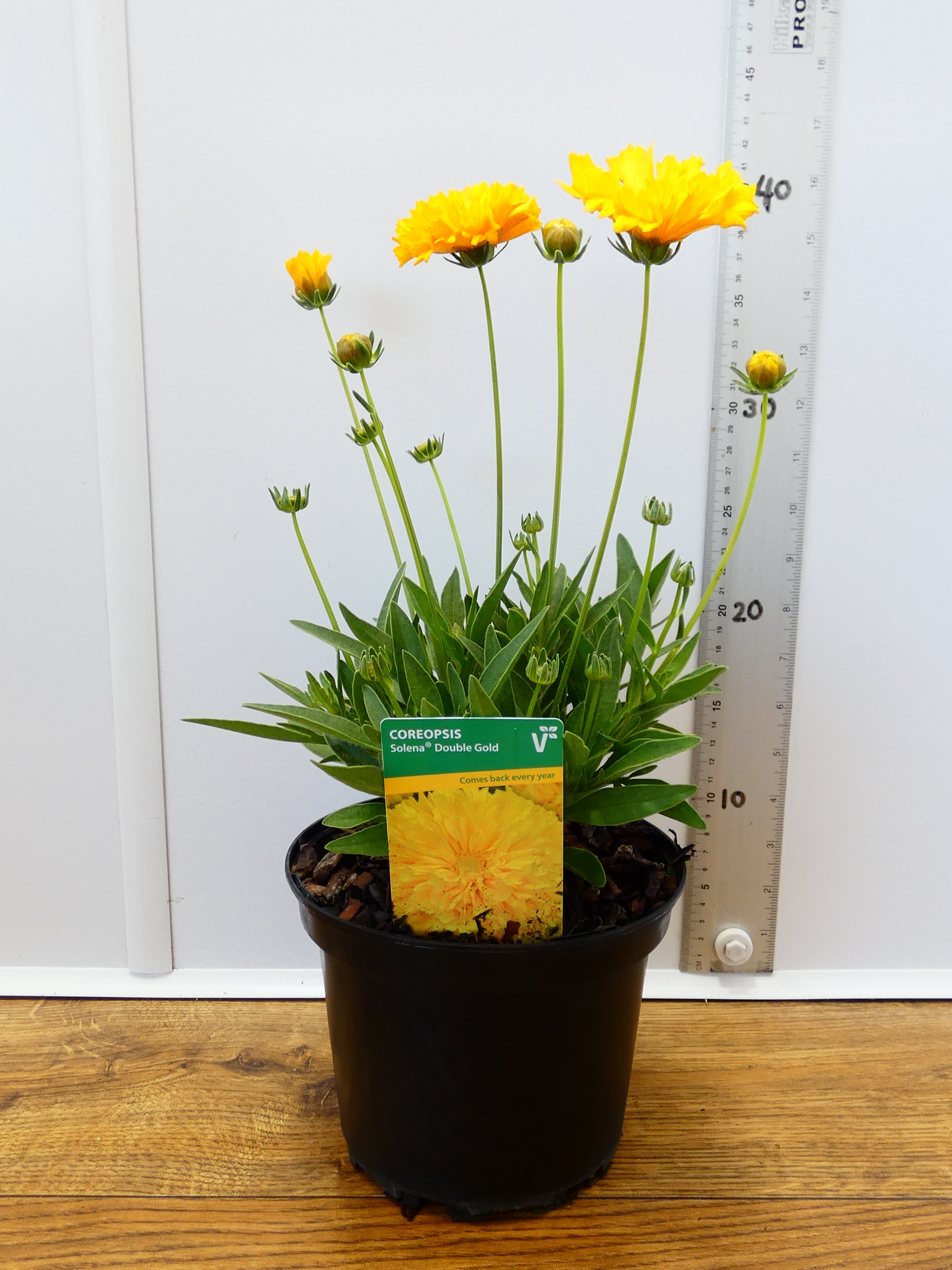 Coreopsis solena 'Double Gold' (2ltr)