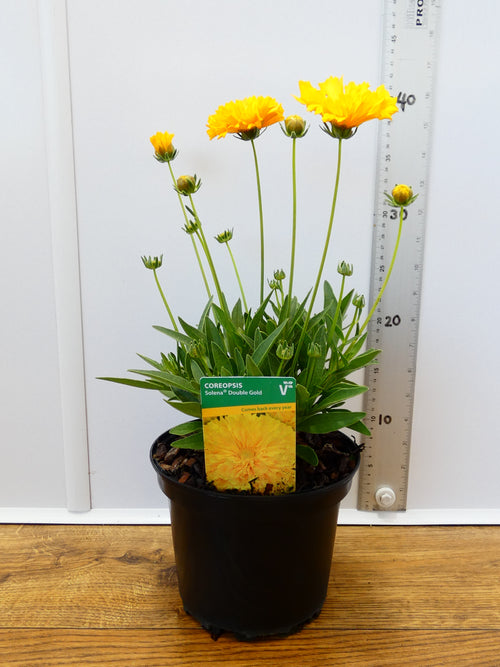 Coreopsis solena 'Double Gold' (2ltr)