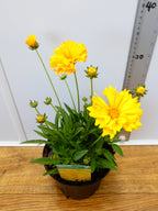 Coreopsis solena 'Double Gold' (2ltr)