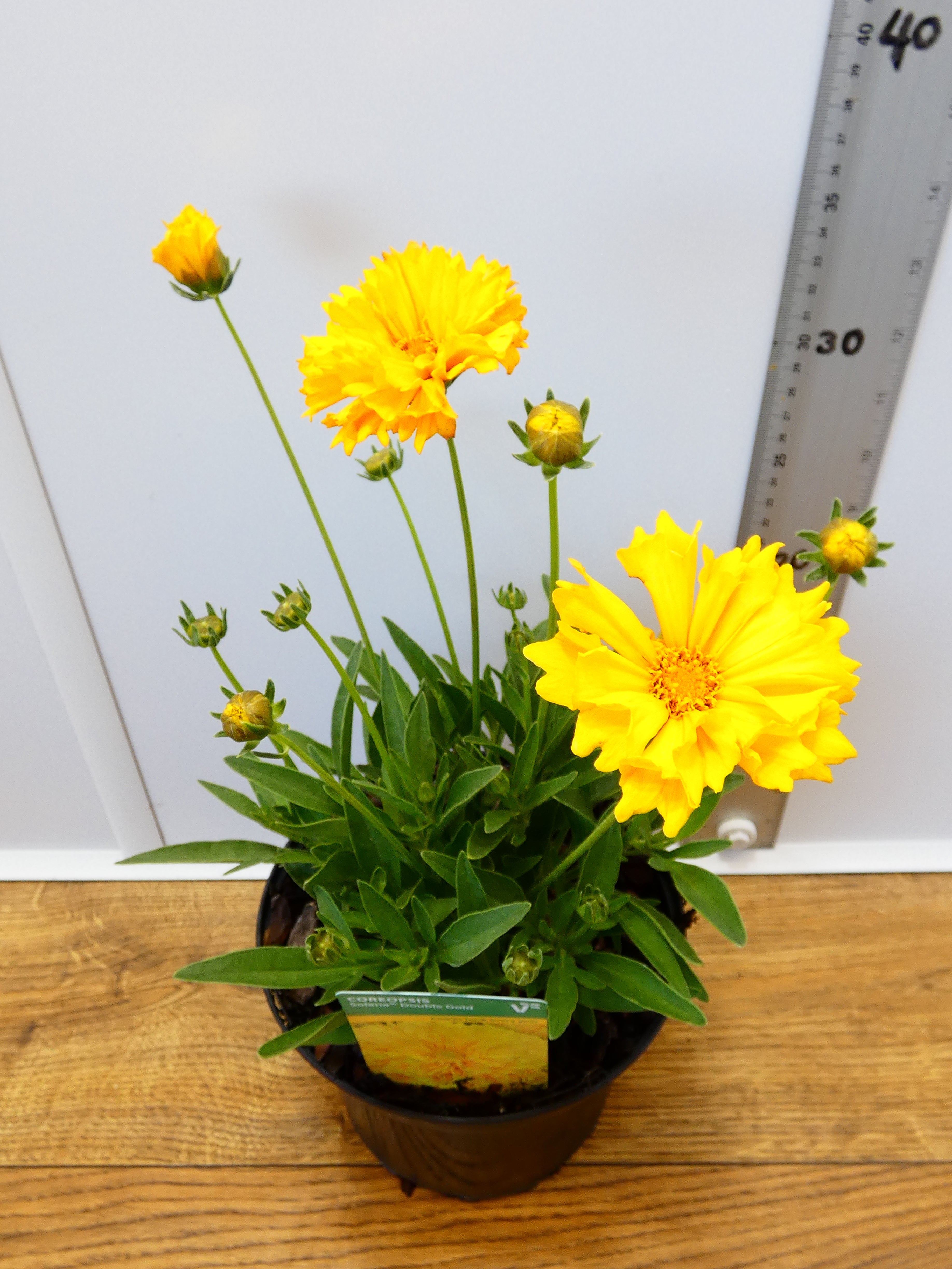 Coreopsis solena 'Double Gold' (2ltr)