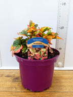 Houttuynia cordata 'Chameleon' (2ltr)