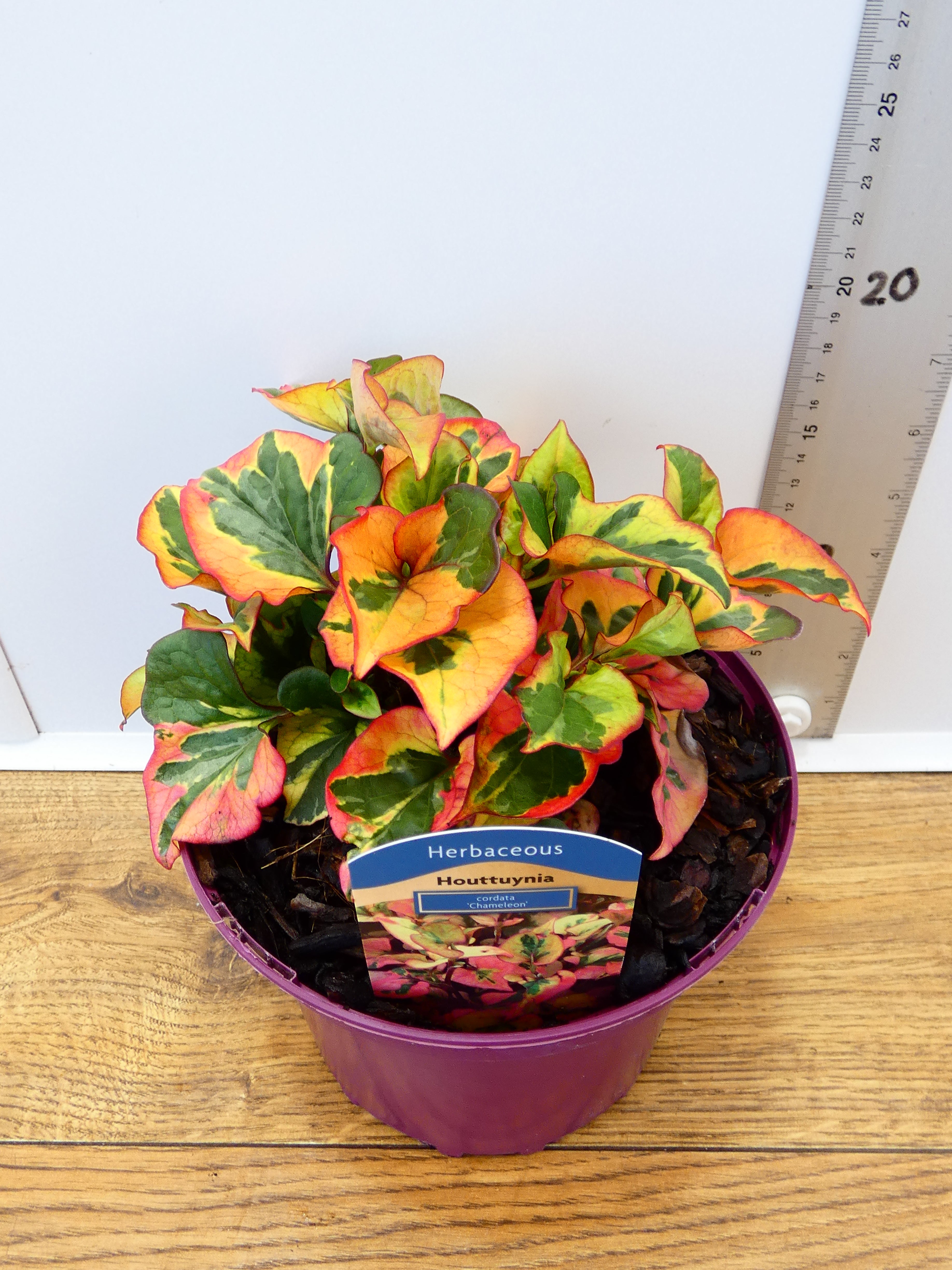 Houttuynia cordata 'Chameleon' (2ltr)