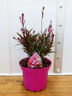 Gaura 'Lollipop Pink' (2ltr)