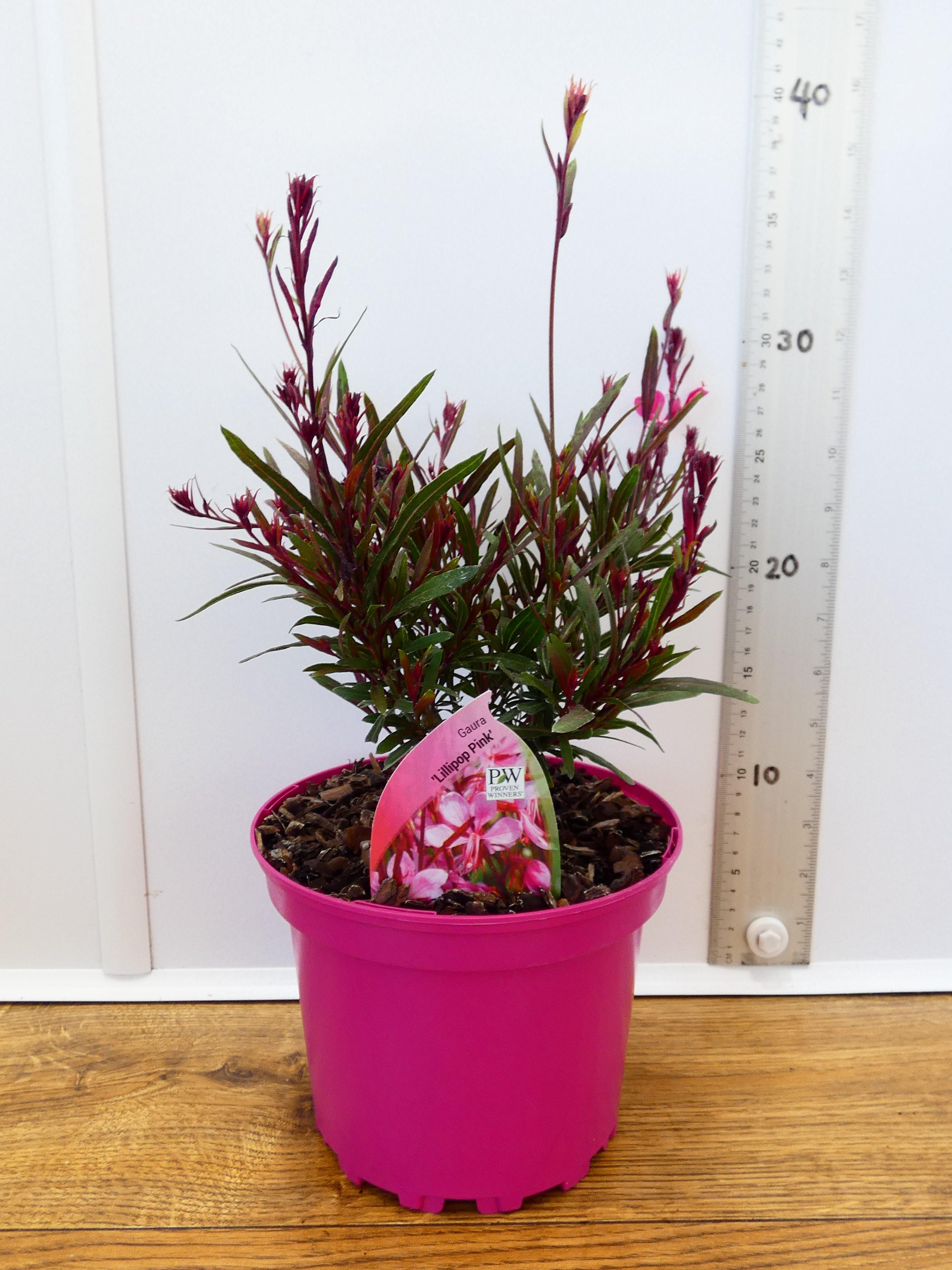 Gaura 'Lollipop Pink' (2ltr)