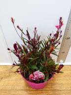 Gaura 'Lollipop Pink' (2ltr)