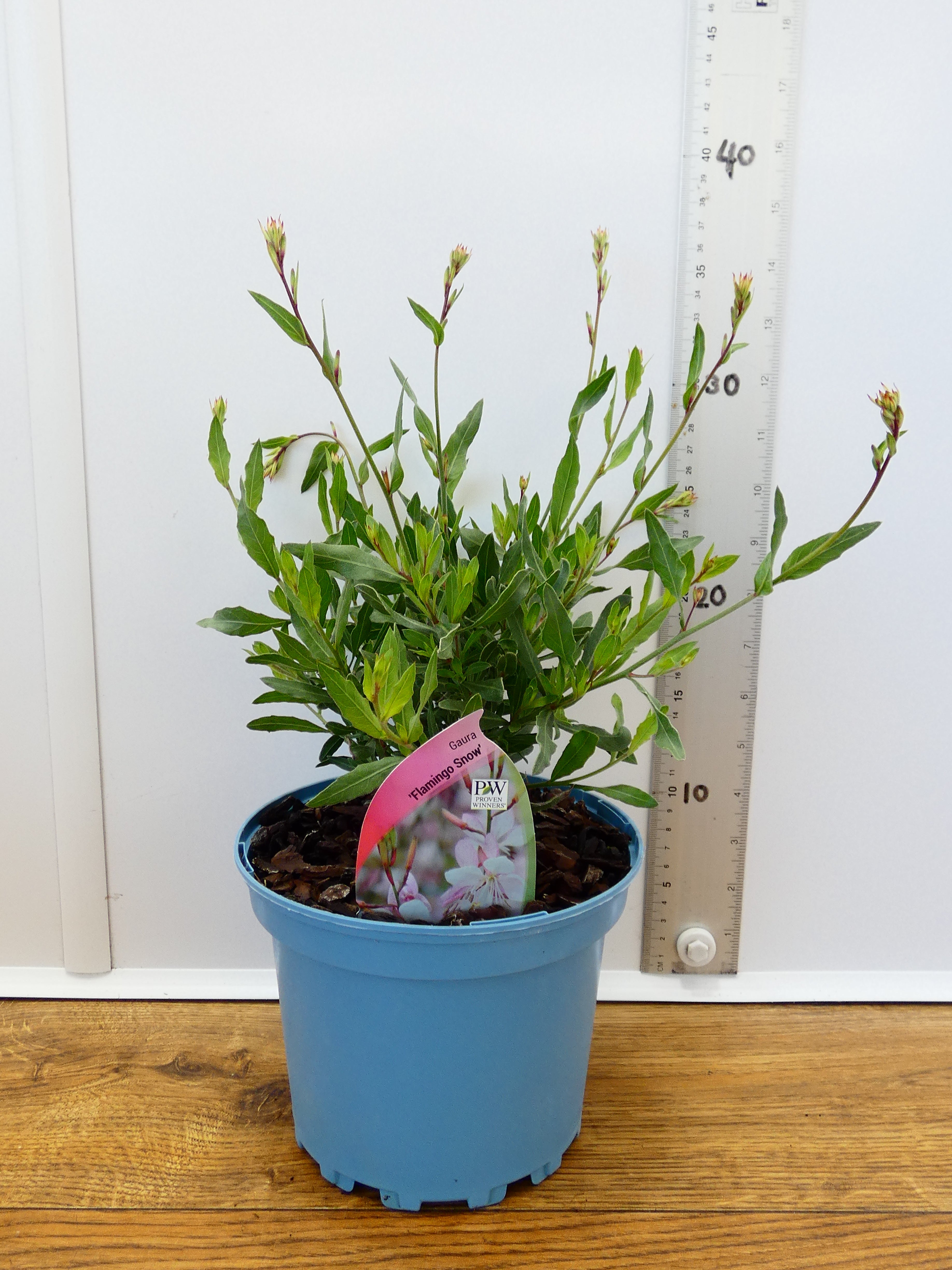 Gaura 'Flamingo Snow' (2ltr)