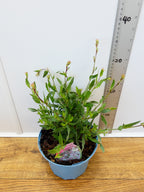 Gaura 'Flamingo Snow' (2ltr)