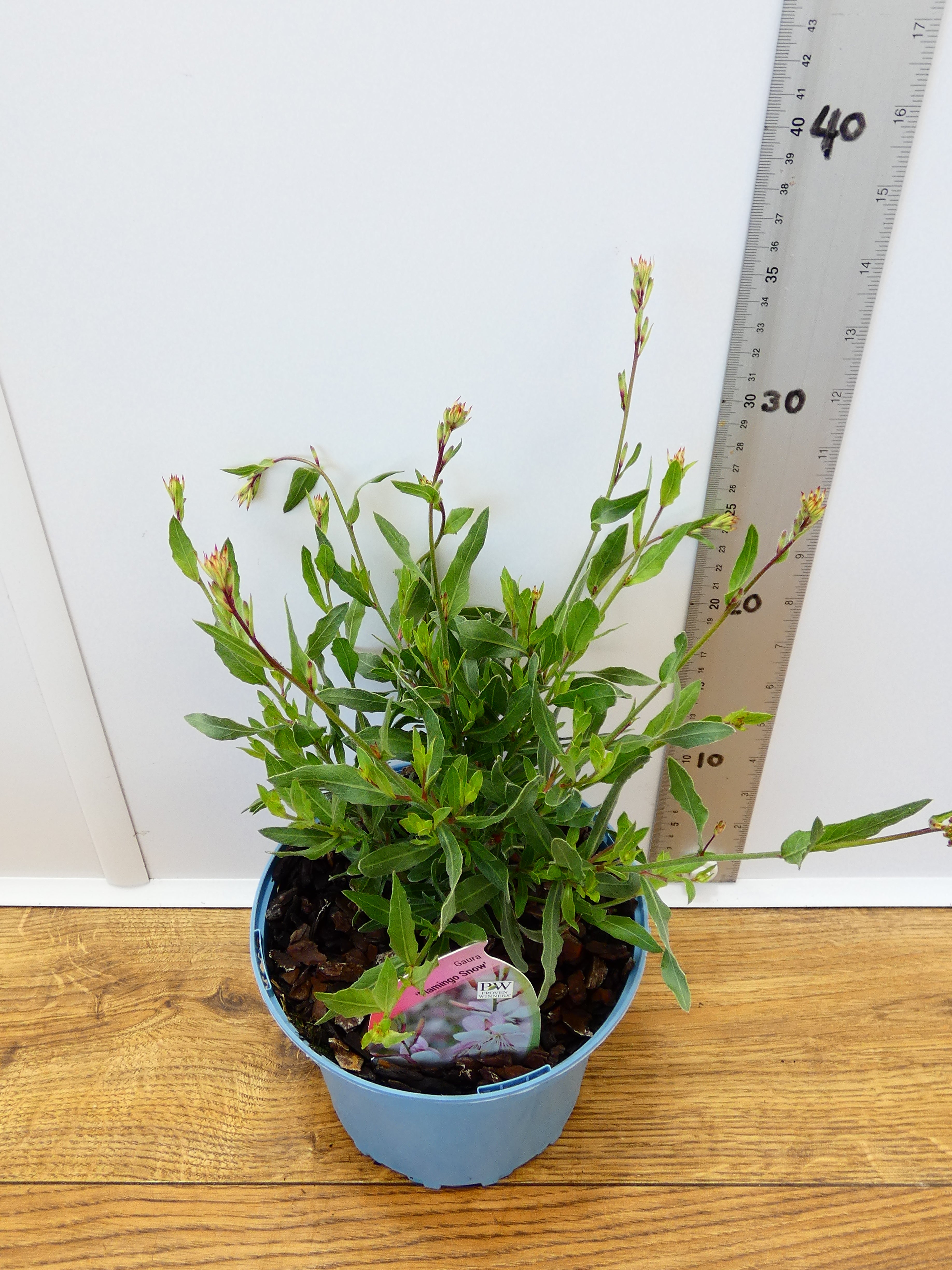 Gaura 'Flamingo Snow' (2ltr)