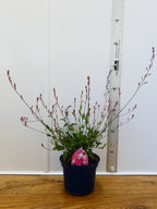 Gaura 'RosyJane' (2ltr)