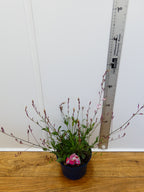 Gaura 'RosyJane' (2ltr)