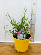 Gaura 'Papillon' (2ltr)