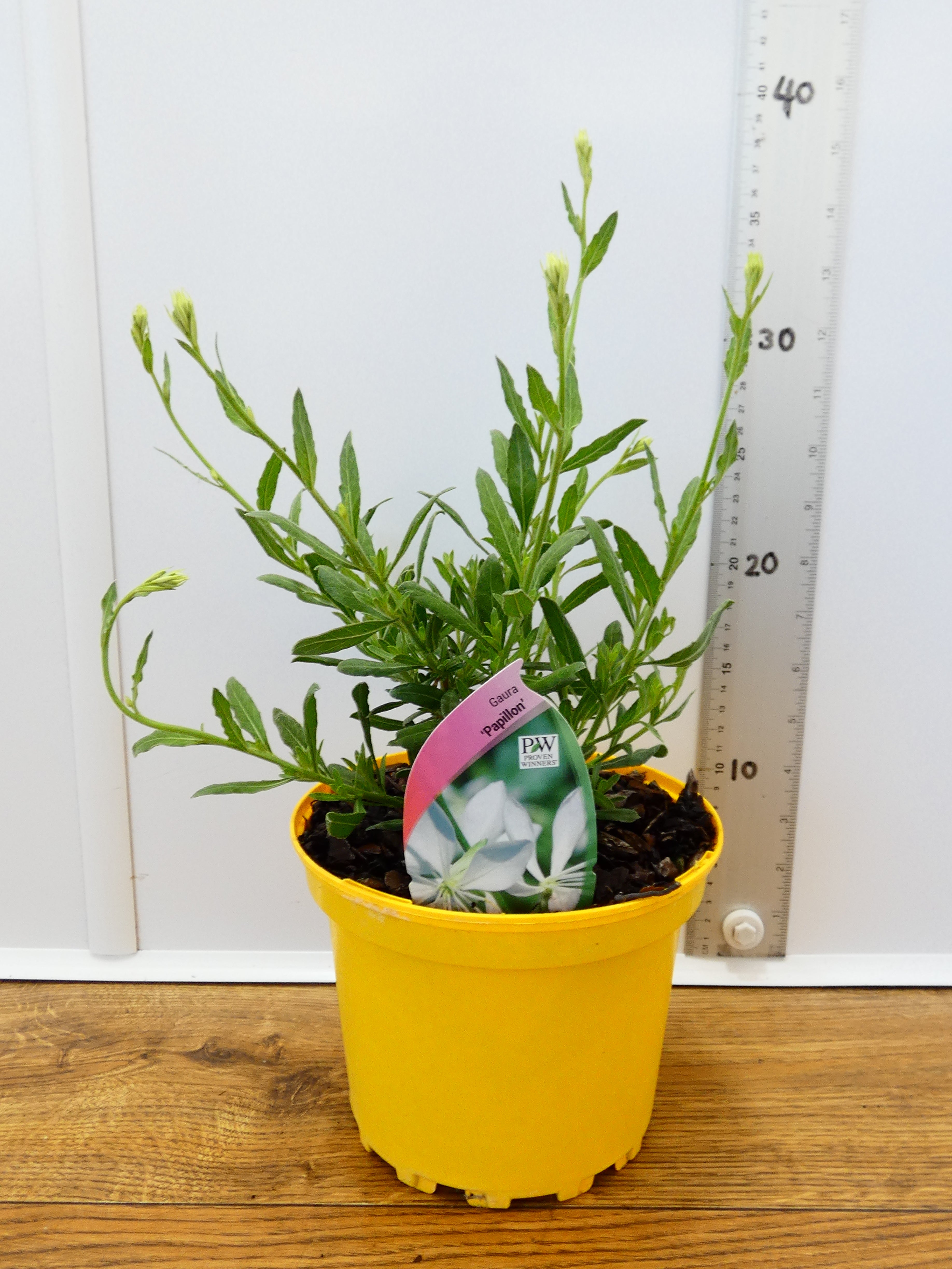 Gaura 'Papillon' (2ltr)