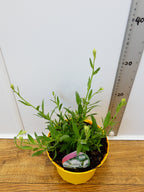 Gaura 'Papillon' (2ltr)