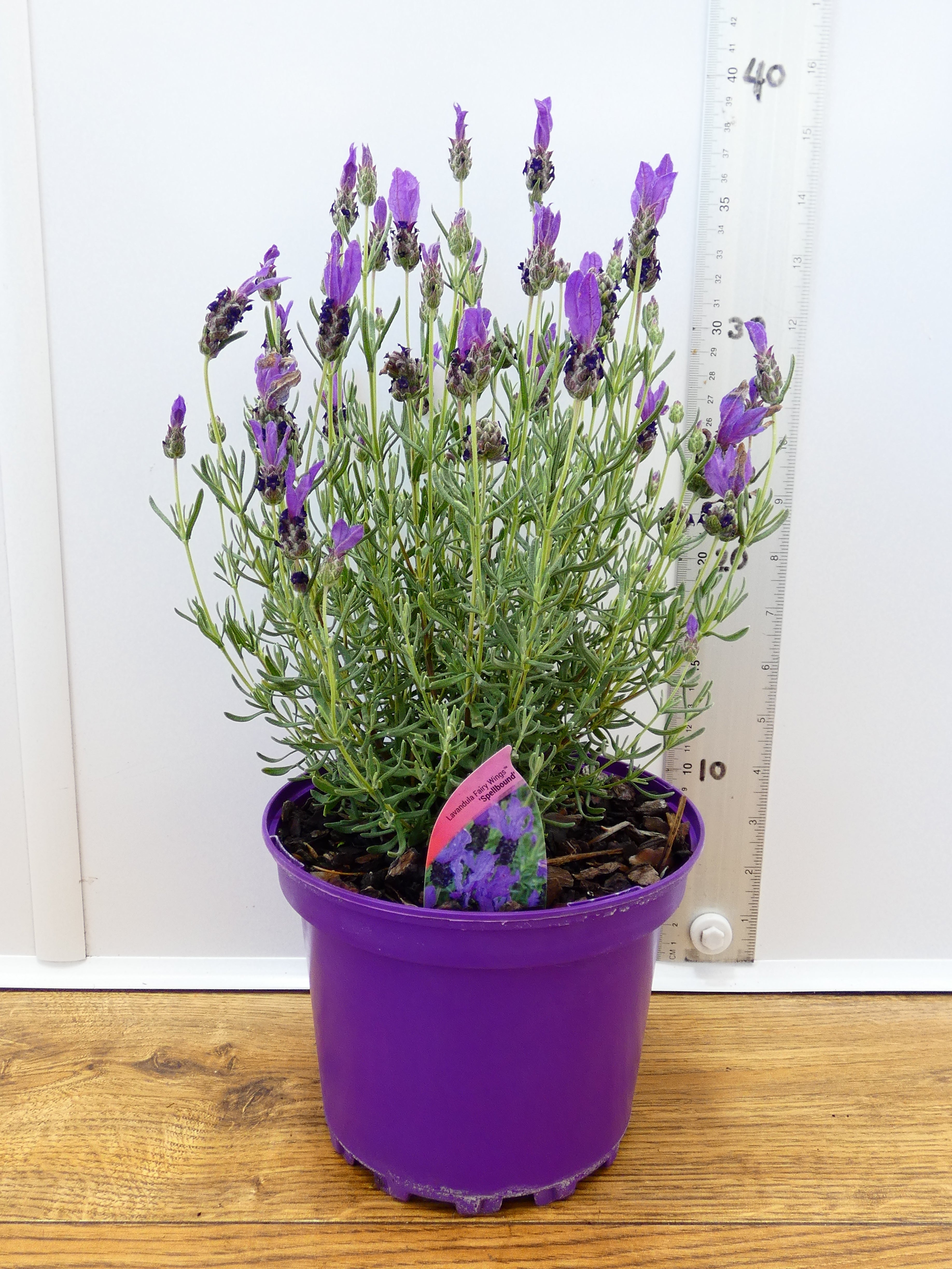 Lavandula FairyWings 'Spellbound' (2ltr)