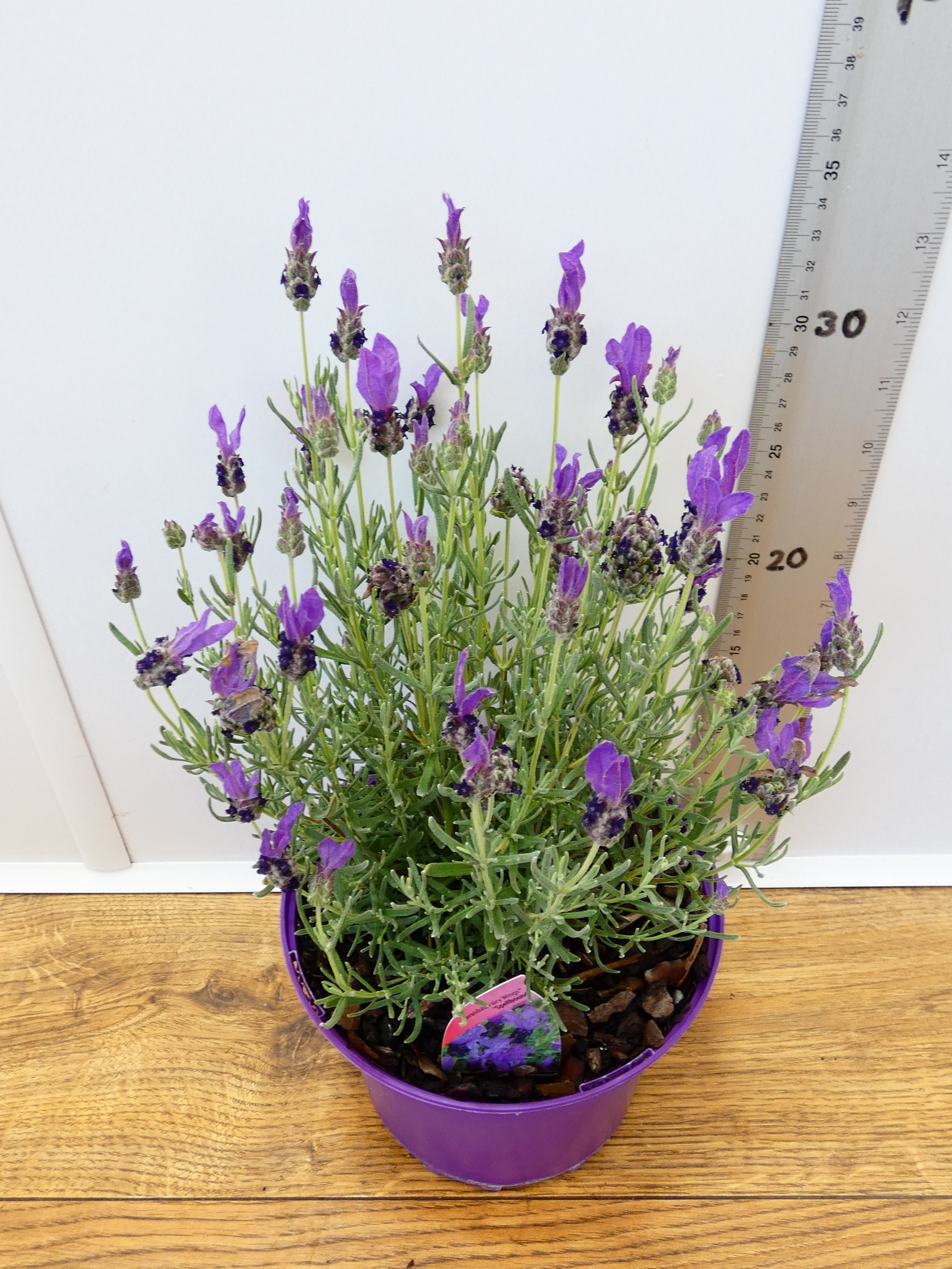 Lavandula FairyWings 'Spellbound' (2ltr)