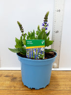 Salvia 'April Night' (2ltr)