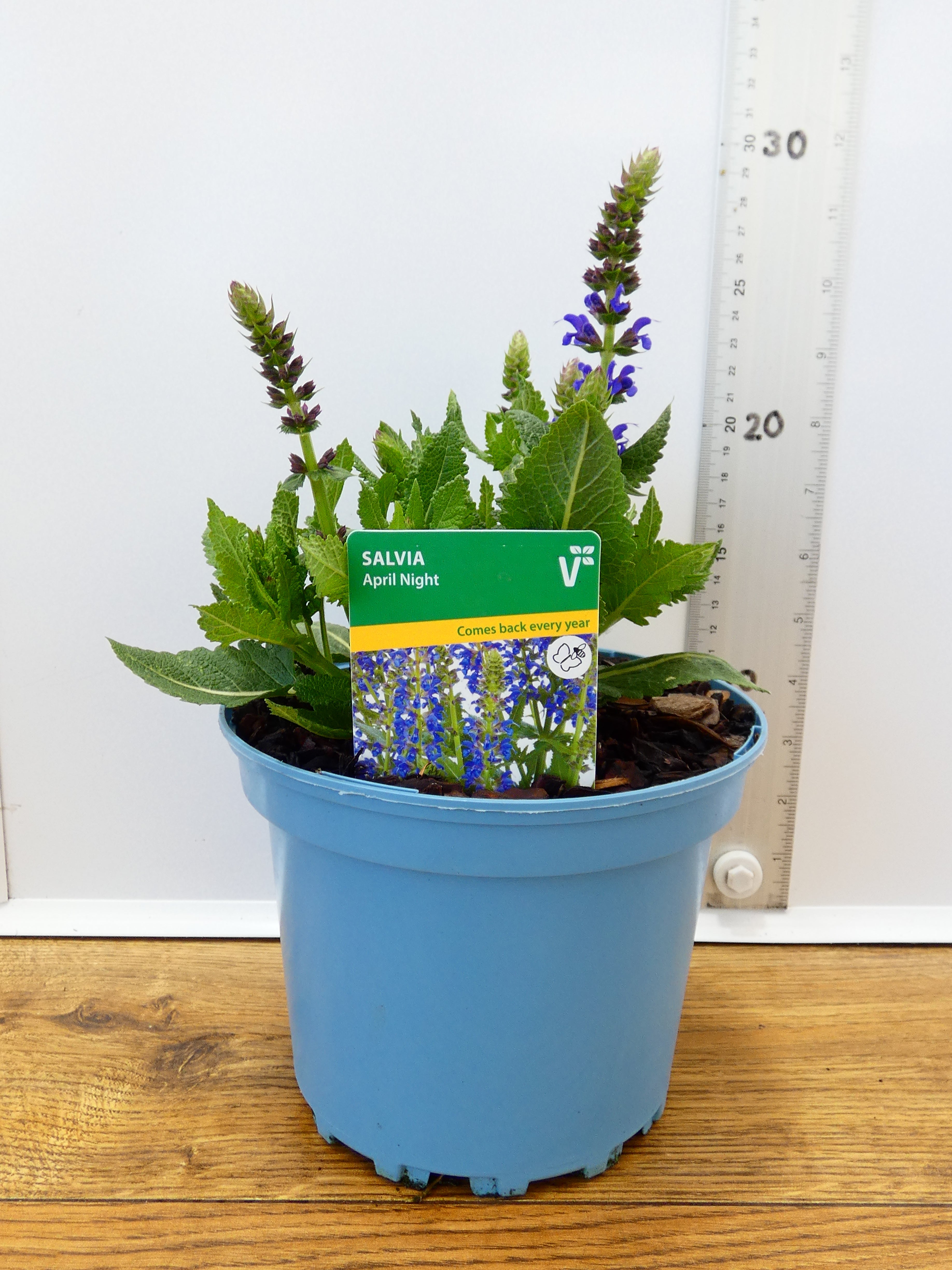 Salvia 'April Night' (2ltr)