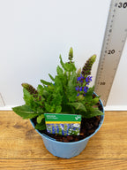 Salvia 'April Night' (2ltr)
