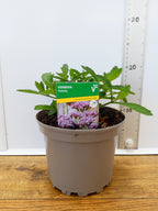 Verbena 'Violetta' (2ltr)