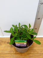 Verbena 'Violetta' (2ltr)