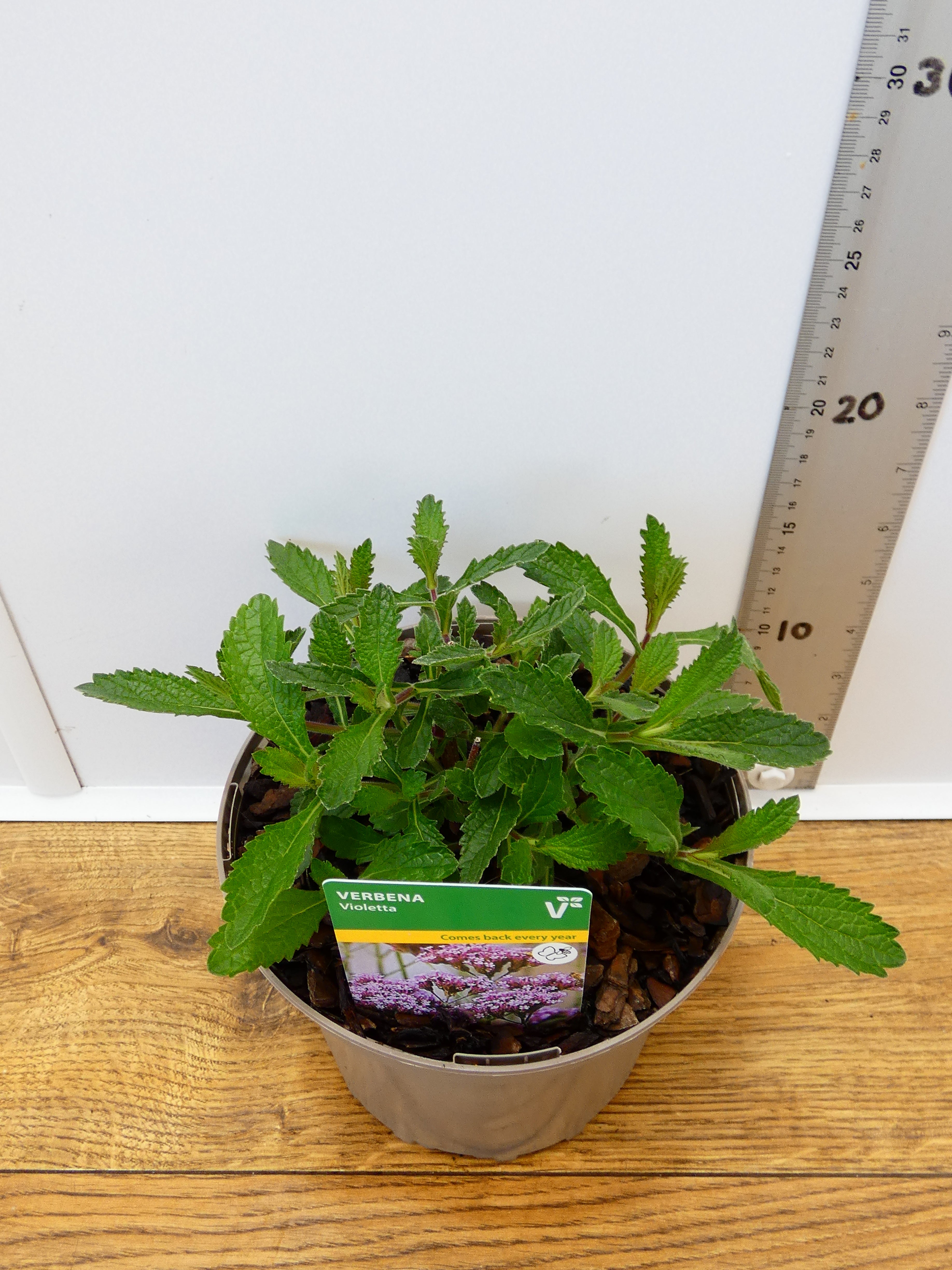Verbena 'Violetta' (2ltr)